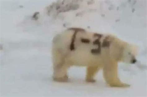"T-34": el mensaje pintado sobre un oso polar en Rusia que preocupa a ...