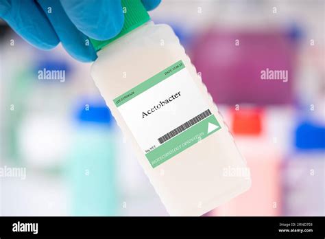 Acetobacter Isolation Process Image 的图像结果