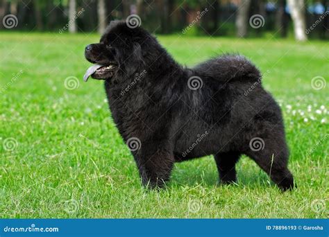 Beautiful Dog Breed Chow Chow Rare Black Color Stock Image - Image of ...