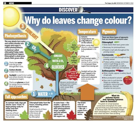 Why do leaves change colour? | Plant science, Homeschool science ...