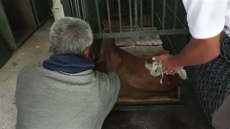 Wounded deer rescued by PFA Sikkim in Mamring; call for compassion ...