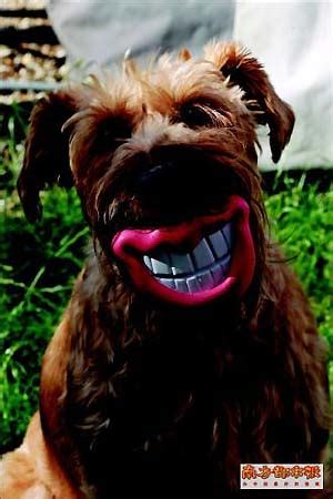 你以为狗狗在笑？其实狗狗是想攻击，狗狗微笑的4个真相_人类