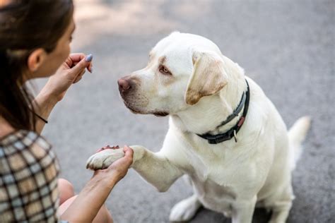 Image result for Labrador Tricks