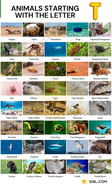 100+ Animals that Start with T: List with Facts & Pictures • 7ESL
