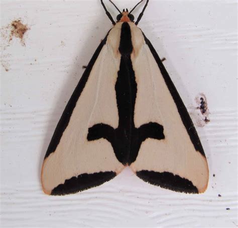 Black and White Moth: What Kind Is It? - A-Z Animals