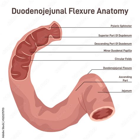 Image result for Duodenum Part