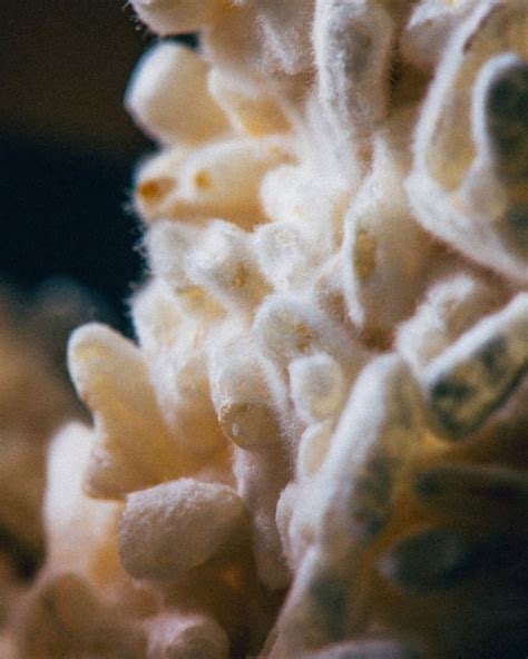 Libro The Fermentation Kitchen de Sam Cooper