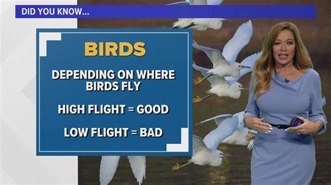 How animals can predict the weather | 12news.com