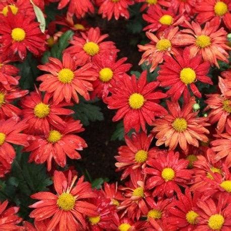 Stunning Red Dendranthema Chrysanthemum Plant for Sale — Mahindra Nursery
