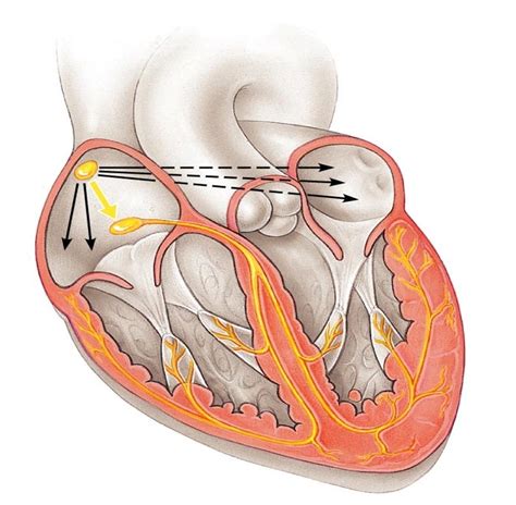 Image result for Cardiac Conduction System Flowchart