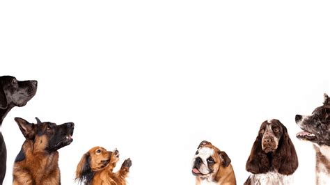 Image result for Extinct Dogs