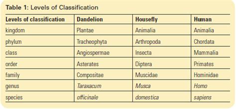 Human Classification Chart 的图像结果
