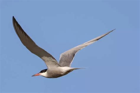 跨越22国的候鸟迁飞区该如何保护_湿地