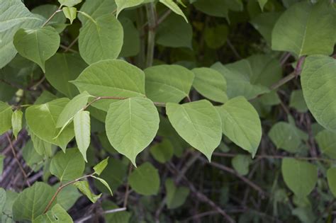 Plants Mistaken for Japanese Knotweed | Pictures - PBA Solutions