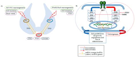 Influencers on Thyroid Cancer Onset: Molecular Genetic Basis