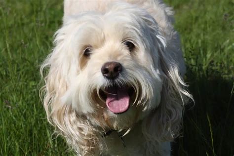 Image result for Cockapoo Dog Barking