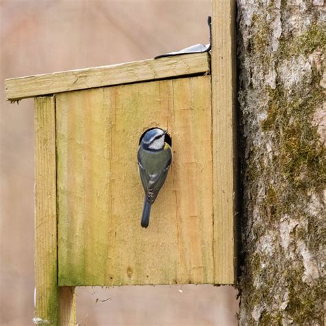 National Nest Box Week - Family Activities and Build Your Own Nestbox ...