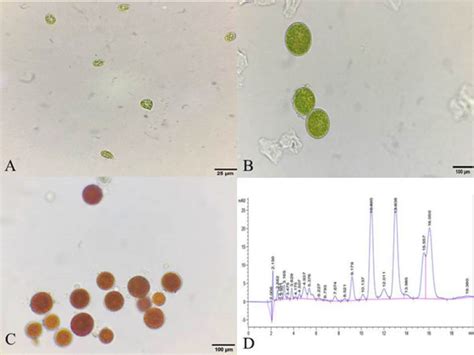 Determining the ability of astaxanthin from Haematococcus pluvialis on ...