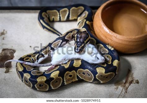Image result for Ball Python Eating