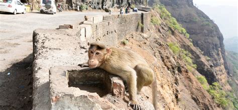 The Govt's Call To Cull Animals Is Not Just Cruel & Senseless, It Also ...