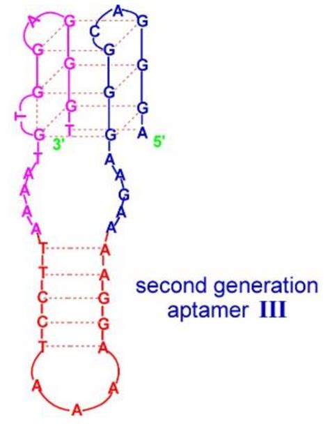 Beyond G-Quadruplexes—The Effect of Junction with Additional Structural ...