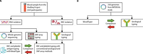 Red Blood Cell Antigen Phenotyping And Genotyping at Valerie Clarke blog