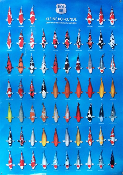 Koi fish colors, Koi fish, Koi fish drawing