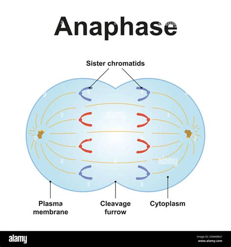 Anaphase 1 Diagram Solved Attached Are Lined Up At The Metaphuse Plate