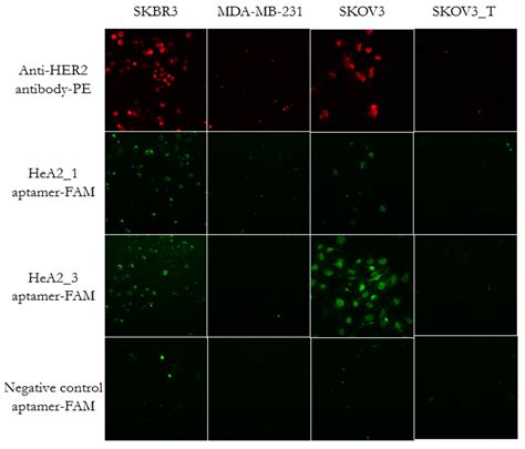 Improved Aptamers for the Diagnosis and Potential Treatment of HER2 ...