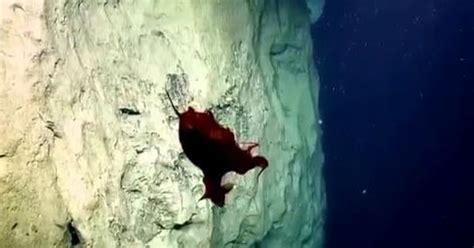Video: Scientists have captured footage of a shape-shifting octopus in ...