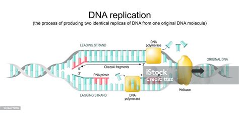 DNA Replication Forks Animation 的图像结果