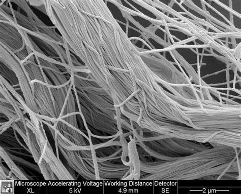 Image result for Dermal Matrix Application