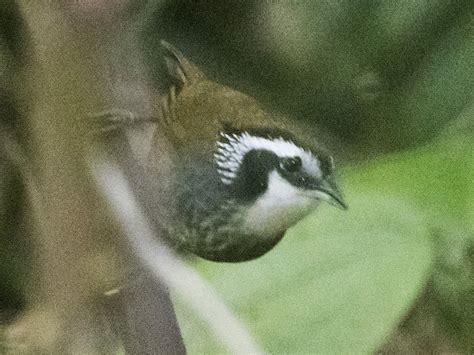 Snowy-throated Babbler - eBird