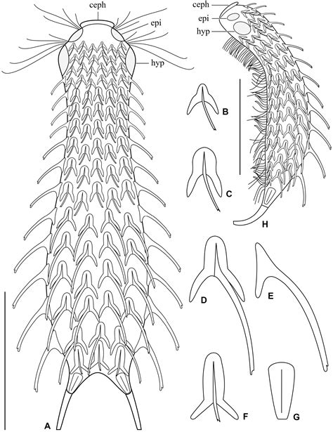 Generalization of backpropagation with application to a recurrent gas market model | Zenodo