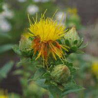 Safflower (Carthamus tinctorius) - approx. 25 seeds