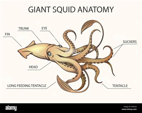 Sections Of A Squid