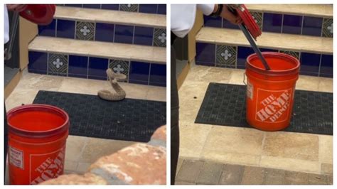 Man captures venomous rattlesnake in a bucket. Internet reacts to viral ...