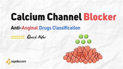 Can Calcium Channel Blockers Kill You at Rudolph Miller blog