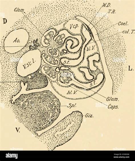 . The development of the chick; an introduction to embryology . n. T., Meso- nephric tubules, n ...