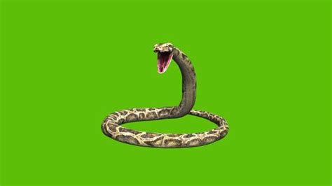 Python Snake Moving 的图像结果