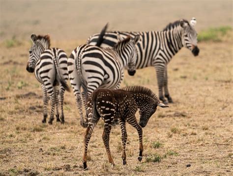 Meet Tira, The Rare Kenyan Zebra Who Has Spots Instead Of Stripes!