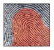 Image result for What Is Loop Law