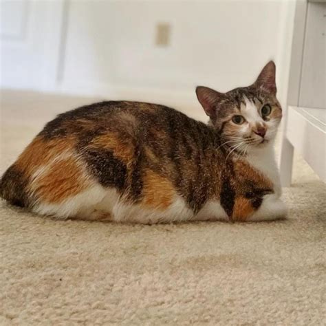 Meet Adoptable Cats at Two by Two Rescue - Birmingham Christian Family ...