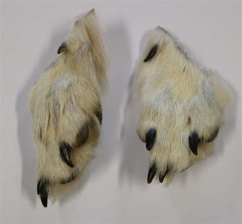 Wolf Claws 的图像结果