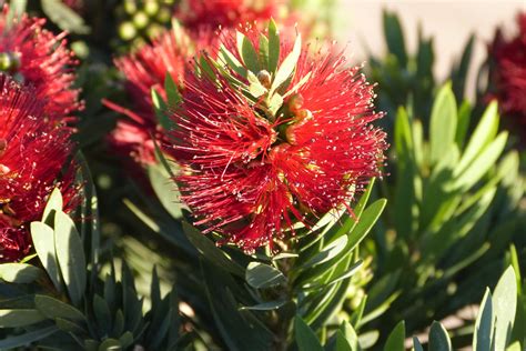 Callistemon viminalis 'Little John' Macro