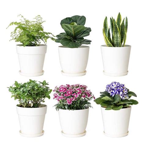 Orchid-tree | Premium Quality Orchids Plants Online India – Orchid-Tree