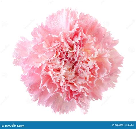 Pink carnation stock image. Image of florist, color, fragility - 24848821