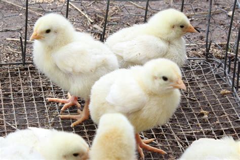 Homestead Roots: 1 week old baby chicks