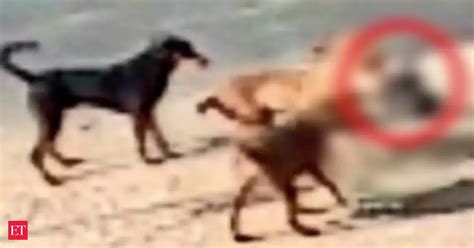 Stray Dogs: Four stray dogs attack infant in cradle; drag her to some ...