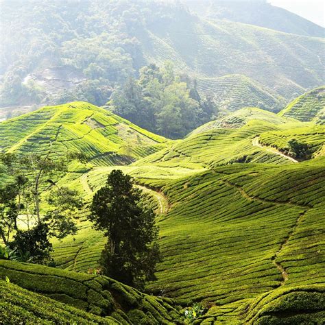 CAMERON HIGHLANDS TRAIL NO. 3 (2026) All You Need to Know BEFORE You Go ...